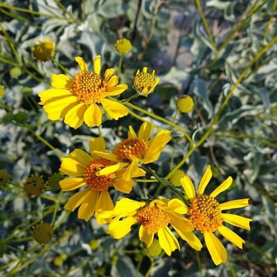 Encelia farinosa — flower