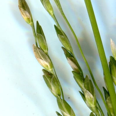 Ehrharta erecta — flower