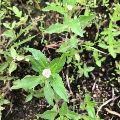 Eclipta prostrata — flower