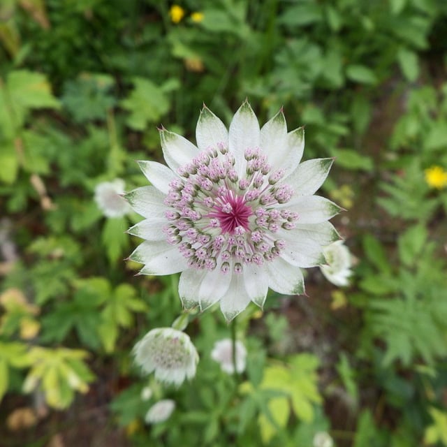 Astrantia major — flower