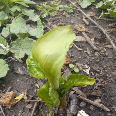 Arisaema triphyllum — flower
