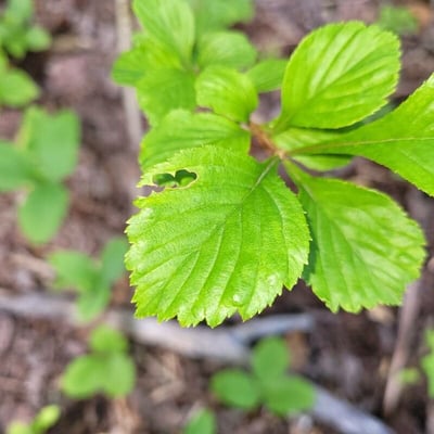 Crataegus punctata — leaf