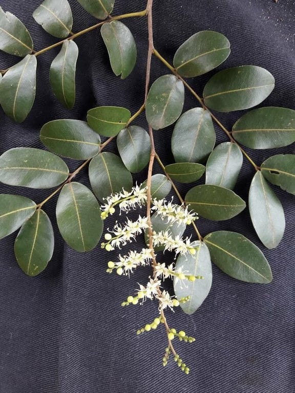 Copaiba