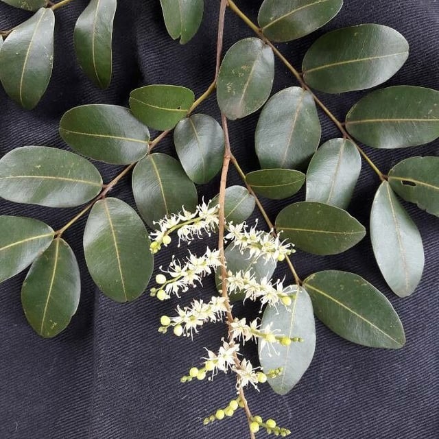 Copaifera langsdorffii — flower