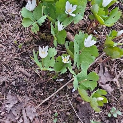 Sanguinaria canadensis — flower