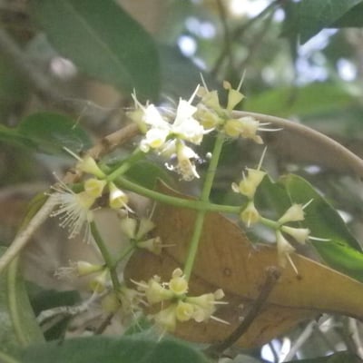 Syzygium guineense — flower