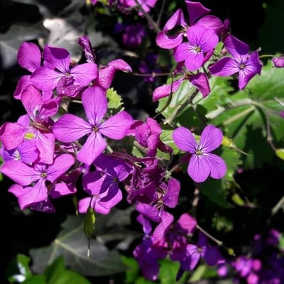 Hesperis matronalis — flower