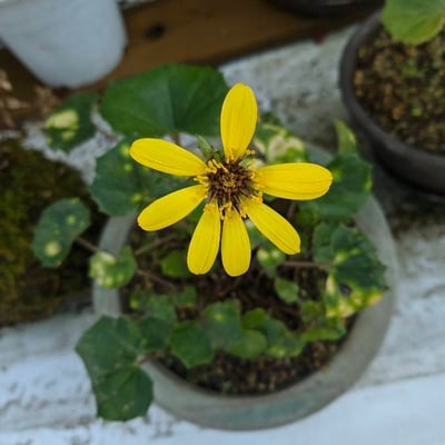 Farfugium japonicum — flower