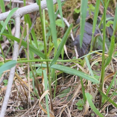 Elymus glaucus — leaf