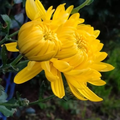 Chrysanthemum indicum — flower