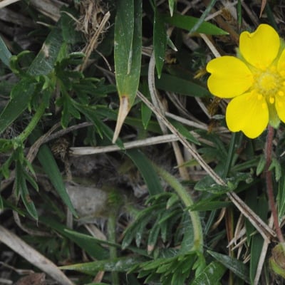 Potentilla neumanniana — flower