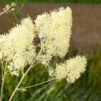 Thalictrum lucidum — flower