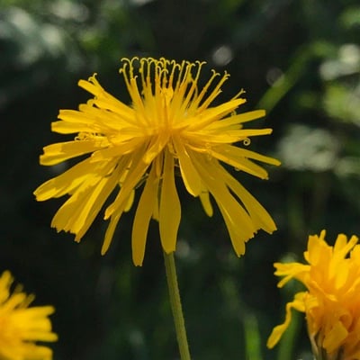 Crepis capillaris — flower