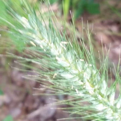 Elymus canadensis — flower