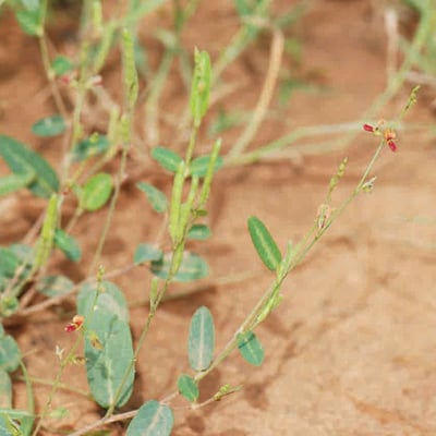 Alysicarpus ovalifolius — leaf