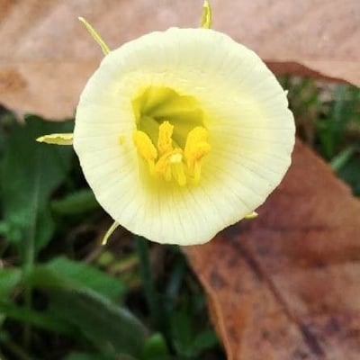 Narcissus bulbocodium — flower