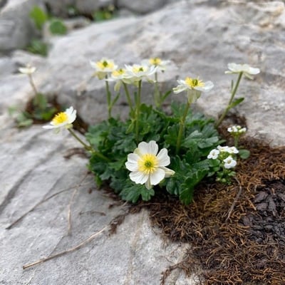 Ranunculus alpestris — flower