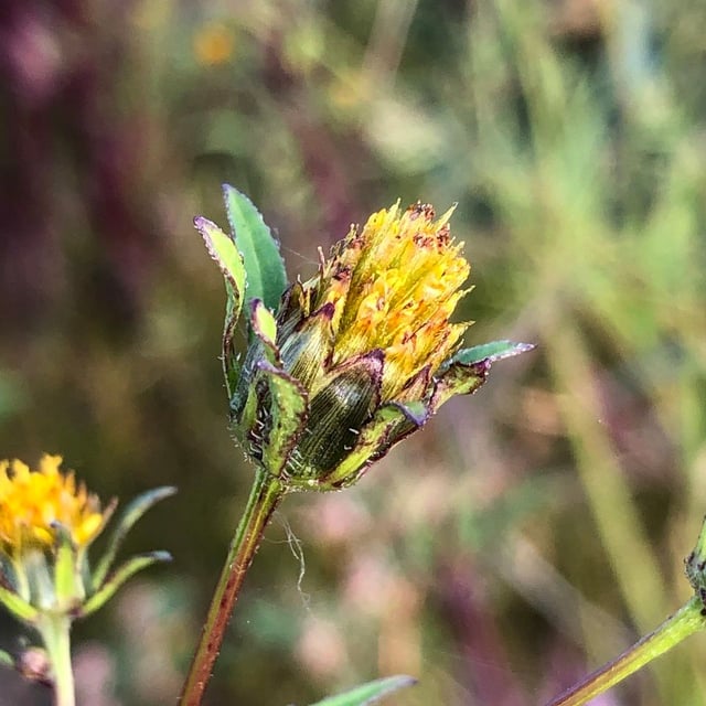 Bidens frondosa — flower