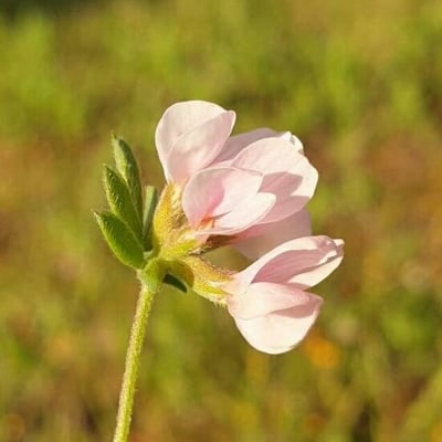 Ornithopus sativus — flower