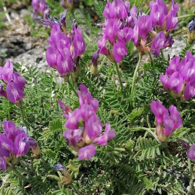 Astragalus danicus — flower
