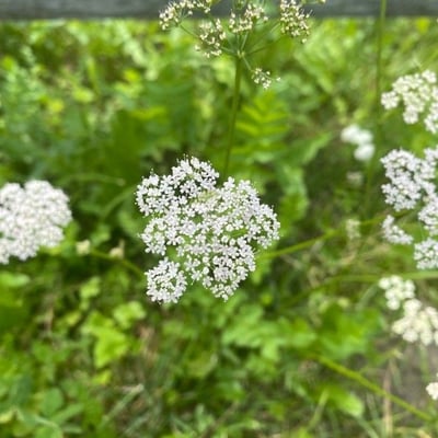Chaerophyllum villarsii — flower