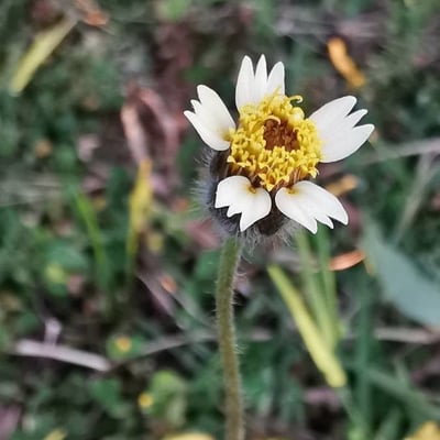Tridax procumbens — flower