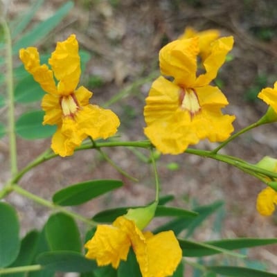 Tipuana tipu — flower