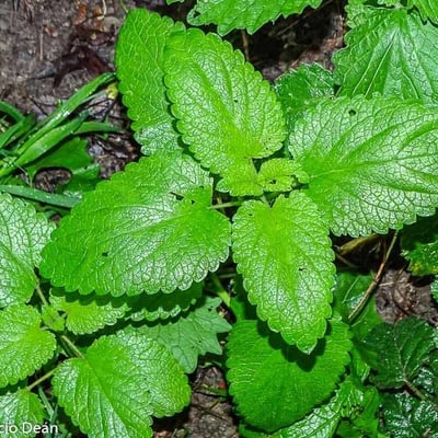 Melissa officinalis — flower