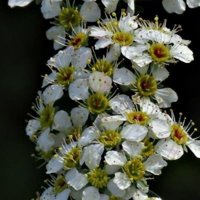Spiraea hypericifolia — flower