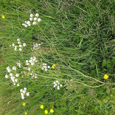 Oenanthe silaifolia — flower