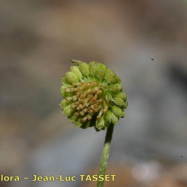 Cotula australis — flower