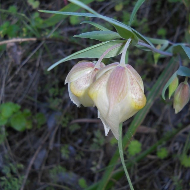 Calochortus albus — flower
