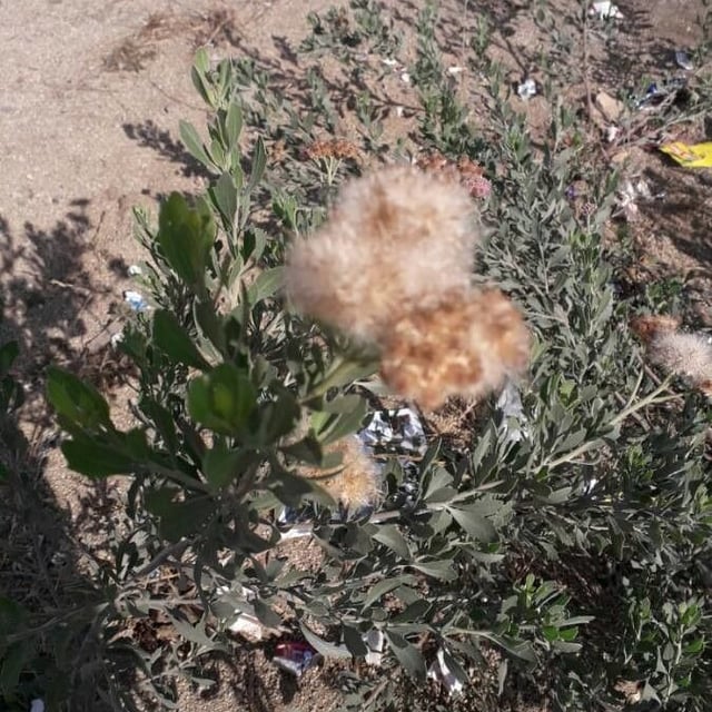 Baccharis halimifolia — flower