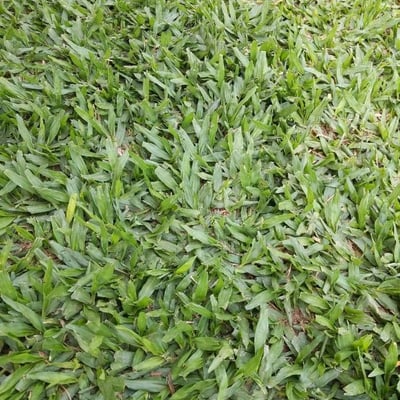 Axonopus compressus — leaf