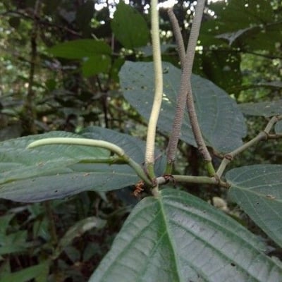 Piper hispidum — flower