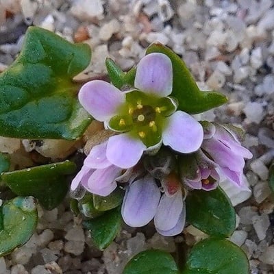 Cochlearia danica — flower
