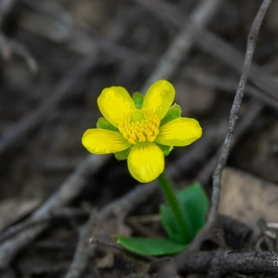 Ranunculus pygmaeus — flower