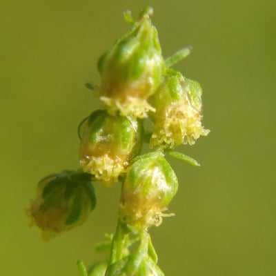 Artemisia annua — flower
