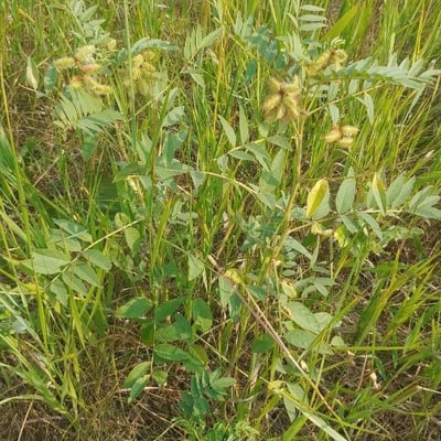 Glycyrrhiza lepidota — flower