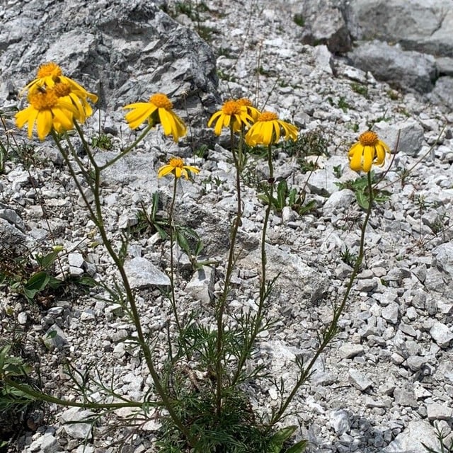 Eriophyllum lanatum — flower