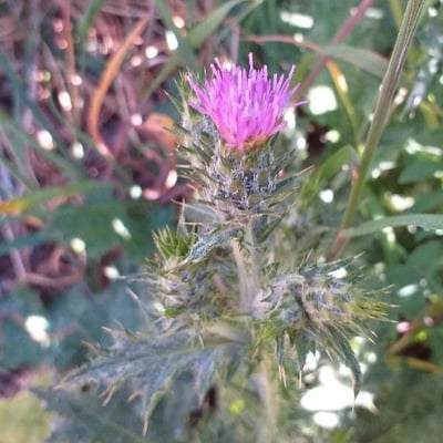 Carduus pycnocephalus — flower