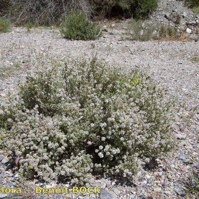 Thymus baeticus — habit