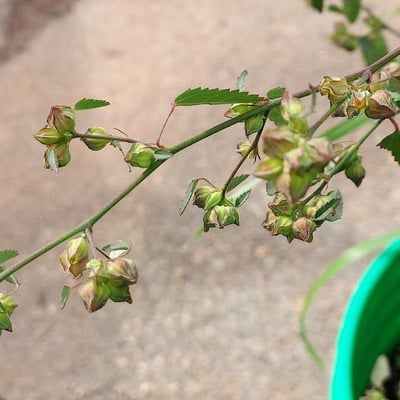 Sida spinosa — flower