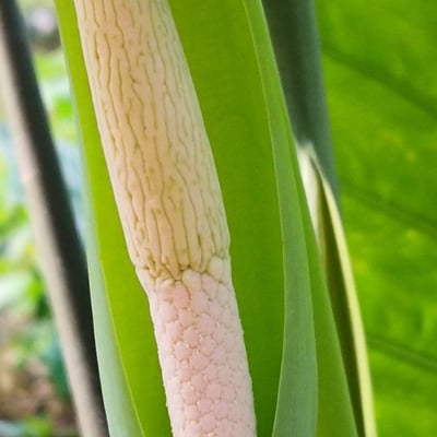 Colocasia esculenta — flower