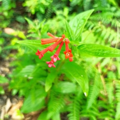 Bouvardia ternifolia — flower