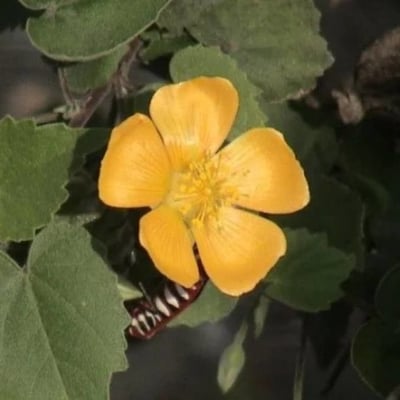 Abutilon indicum — flower