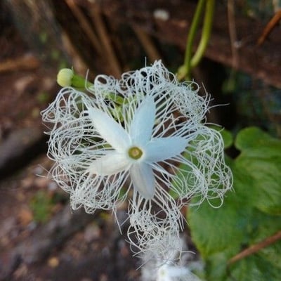 Trichosanthes cucumerina — flower