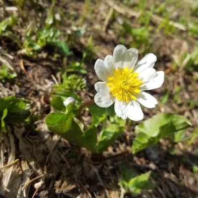 Caltha leptosepala — flower