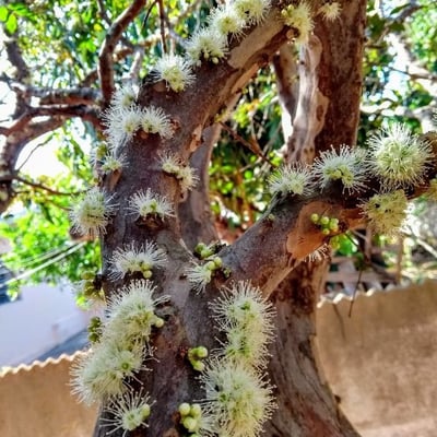 Plinia cauliflora — flower