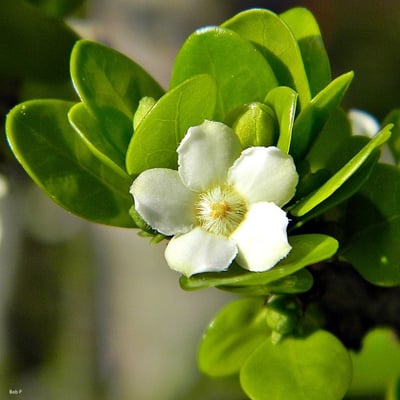 Randia aculeata — flower